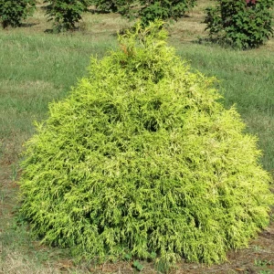 Lemon Thread Cypress Live Plant – Chamaecyparis pisifera 'Lemon Thread' – 2.5" Pot – Outdoor Evergreen - Image 1