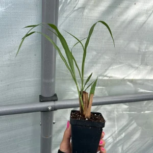 Lemongrass Live Starter Plant - 2.5 inch Pot - Culinary Herb - Image 2