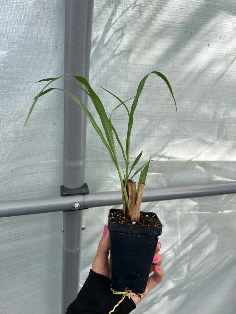 Lemongrass Live Starter Plant - 2.5 inch Pot - Culinary Herb - Image 2