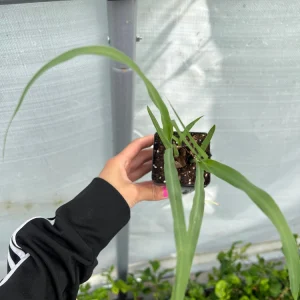 Lemongrass Live Starter Plant - 2.5 inch Pot - Culinary Herb - Image 3