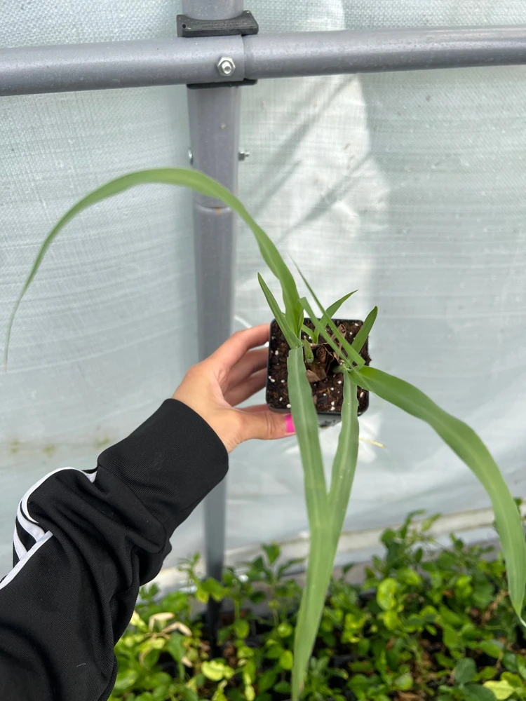 Lemongrass Live Starter Plant - 2.5 inch Pot - Culinary Herb - Image 3