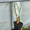 Lemongrass Live Starter Plant - 2.5 inch Pot - Culinary Herb - Image 1