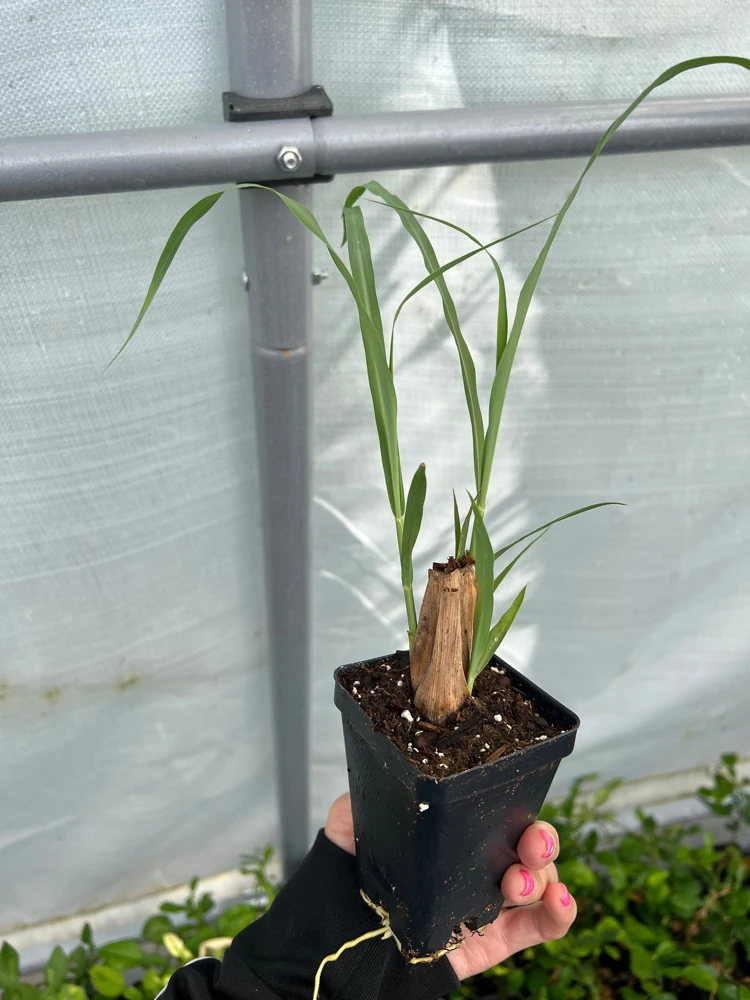 Lemongrass Live Starter Plant - 2.5 inch Pot - Culinary Herb - Image 1