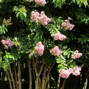Light Pink Crape Myrtle Live Plant 18-24" Tall - Trade Gallon Pot, Fast Growing Outdoor - Image 2