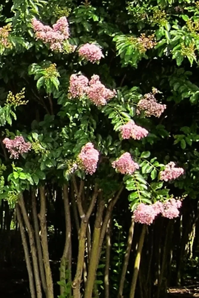 Light Pink Crape Myrtle Live Plant 18-24" Tall - Trade Gallon Pot, Fast Growing Outdoor - Image 2