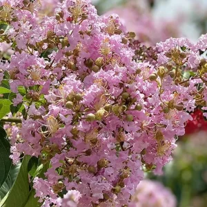 Light Pink Crape Myrtle Live Plant 18-24" Tall - Trade Gallon Pot, Fast Growing Outdoor - Image 1