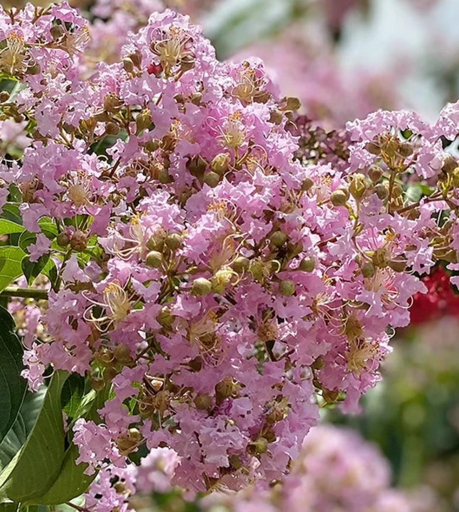 Light Pink Crape Myrtle Live Plant 18-24" Tall - Trade Gallon Pot, Fast Growing Outdoor - Image 1