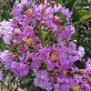 Light Purple Crape Myrtle Live Plant 12-18" Tall, 2.5" Pot, Flowering Shrub, Outdoor - Image 1