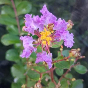 Light Purple Crape Myrtle Live Plant - 18-24