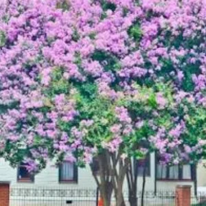 Light Purple Crape Myrtle Live Plant - 18-24
