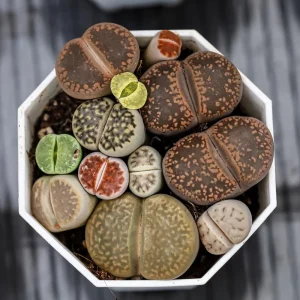 Lithops Live Plant - Rare Succulent in 2 Inch Pot - Indoor Stone Plant - Image 2