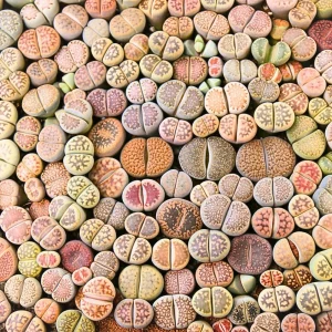 Lithops Live Plant - Rare Succulent in 2 Inch Pot - Indoor Stone Plant - Image 3