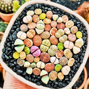 Lithops Live Plant - Rare Succulent in 2 Inch Pot - Indoor Stone Plant - Image 4