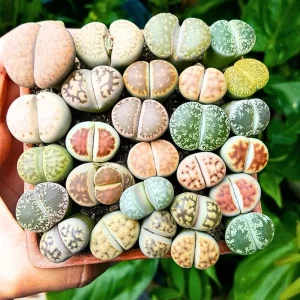 Lithops Live Plant - Rare Succulent in 2 Inch Pot - Indoor Stone Plant - Image 5