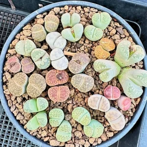Lithops Live Plant - Rare Succulent in 2 Inch Pot - Indoor Stone Plant - Image 6