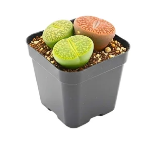 Lithops Live Plant - Rare Succulent in 2 Inch Pot - Indoor Stone Plant - Image 7