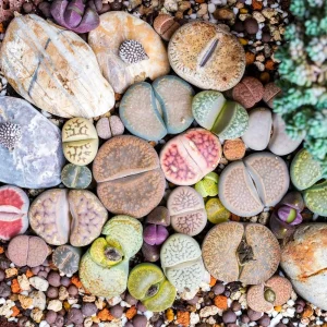 Lithops Live Plant - Rare Succulent in 2 Inch Pot - Indoor Stone Plant - Image 1