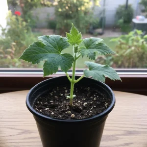 Long Winter Melon Live Plant - 8 Inches Tall, 4 Inch Pot, Outdoor Vegetable Vine - Image 2