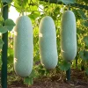 Long Winter Melon Live Plant - 8 Inches Tall, 4 Inch Pot, Outdoor Vegetable Vine - Image 1