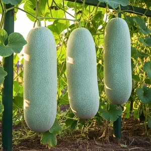 Long Winter Melon Live Plant - 8 Inches Tall, 4 Inch Pot, Outdoor Vegetable Vine - Image 1
