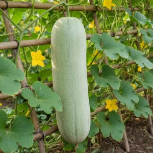 Long Winter Melon Live Plant - 8 Inches Tall, 4 Inch Pot, Outdoor Vegetable Vine - Image 4