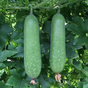 Long Winter Melon Live Plant - 8 Inches Tall, 4 Inch Pot, Outdoor Vegetable Vine - Image 5