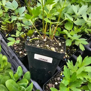 Lovage, Levisticum Officinale- (1) 2.5 inch pot - Image 2