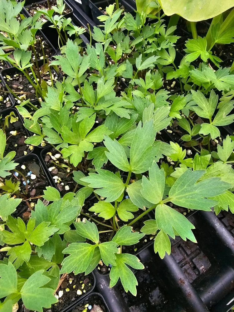 Lovage, Levisticum Officinale- (1) 2.5 inch pot - Image 1