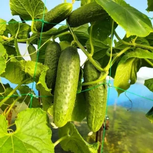 Marketmore Cucumber Live Plants – 2 Plants in 4 Inch Pot, 4-6" Tall for Outdoor Planting - Image 2