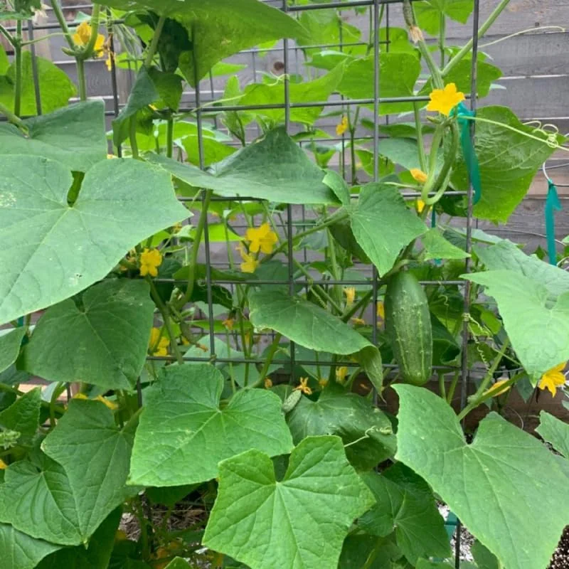 Marketmore Cucumber Live Plants – 2 Plants in 4 Inch Pot, 4-6" Tall for Outdoor Planting - Image 3