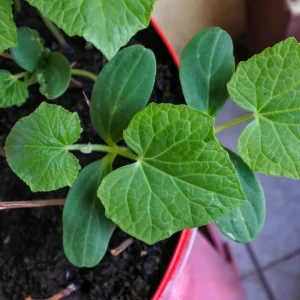 Marketmore Cucumber Live Plants – 2 Plants in 4 Inch Pot, 4-6" Tall for Outdoor Planting - Image 4