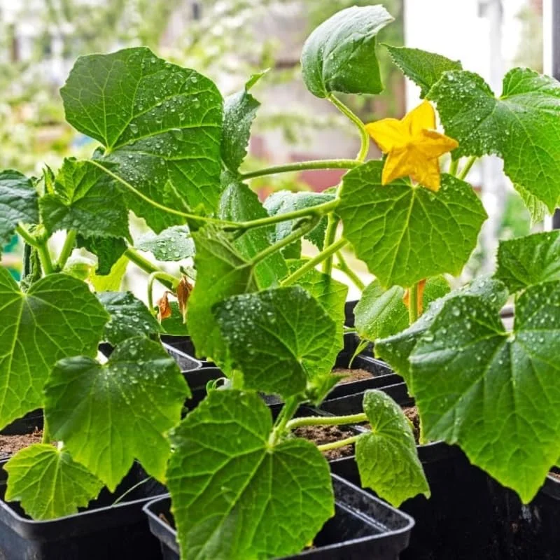 Marketmore Cucumber Live Plants – 2 Plants in 4 Inch Pot, 4-6" Tall for Outdoor Planting - Image 5
