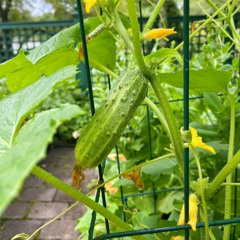 Marketmore Cucumber Live Plants – 2 Plants in 4 Inch Pot, 4-6" Tall for Outdoor Planting - Image 6