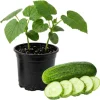 Marketmore Cucumber Live Plants – 2 Plants in 4 Inch Pot, 4-6" Tall for Outdoor Planting - Image 1