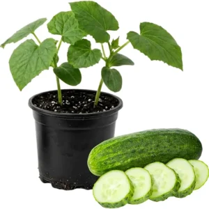 Marketmore Cucumber Live Plants – 2 Plants in 4 Inch Pot, 4-6" Tall for Outdoor Planting - Image 1