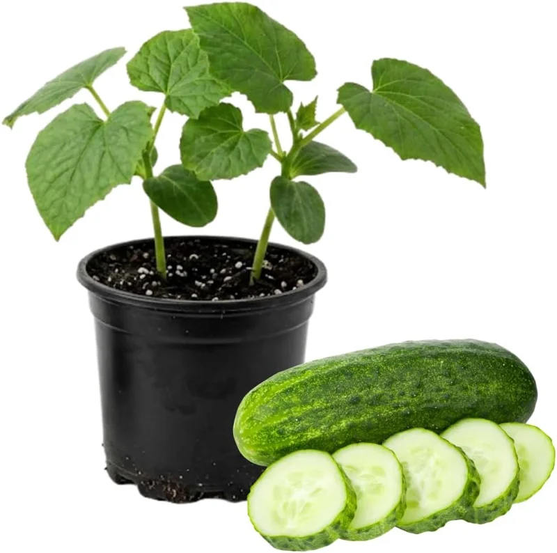 Marketmore Cucumber Live Plants – 2 Plants in 4 Inch Pot, 4-6" Tall for Outdoor Planting - Image 1