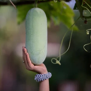 Melon Fruit Live Plant - 4 Inch Pot, Warm Season Vine, Edible Fruit - Image 4
