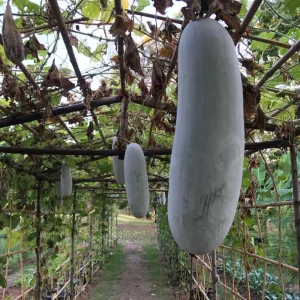 Melon Fruit Live Plant - 4 Inch Pot, Warm Season Vine, Edible Fruit - Image 6