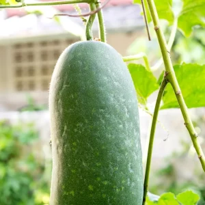 Melon Fruit Live Plant - 4 Inch Pot, Warm Season Vine, Edible Fruit - Image 7