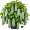 Melon Fruit Live Plant - 4 Inch Pot, Warm Season Vine, Edible Fruit - Image 1