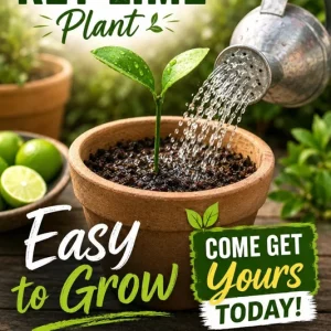 Mexican Key Lime Live Plant - Citrus Tree Seedling - 1-2 Inches Tall Starter Plug - Image 2