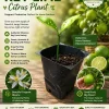 Mexican Key Lime Live Plant - Citrus Tree Seedling - 1-2 Inches Tall Starter Plug - Image 1
