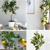 Meyer Lemon Live Plant - Starter 2-3 Inch Tall Citrus Tree, Outdoor Zones 9-11 - Image 7