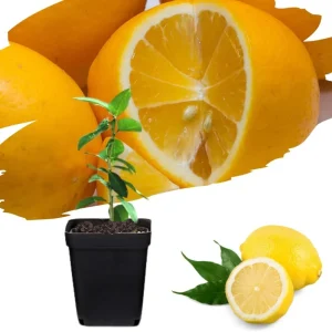 Meyer Lemon Live Plant - Starter 2-3 Inch Tall Citrus Tree, Outdoor Zones 9-11 - Image 1