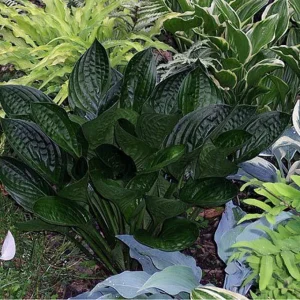 Midnight Oil Hosta Live Plant – 5.25