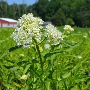 Milkweed Asclepias Perennis White Live Plant – 4 inch Pot - Image 2