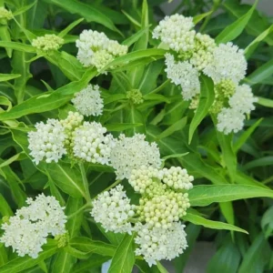 Milkweed Asclepias Perennis White Live Plant – 4 inch Pot - Image 1
