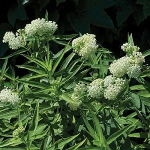 Milkweed Incarnata Milkmaid Live Plant – 4 inch Pot – Outdoor - Image 1