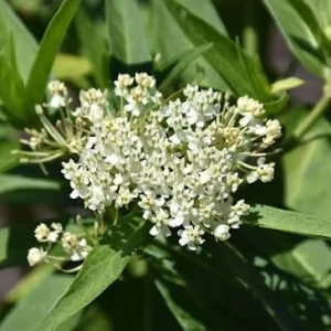 Milkweed Incarnata Milkmaid Live Plant – 4 inch Pot – Outdoor - Image 2