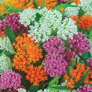 Milkweed Live Plant, 4 Inch Pot – Attracts Monarch Butterflies - Image 2